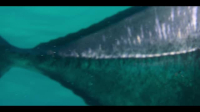 Our Oceans S01E02 XviD-AFG EZTV Our Oceans S01E02 XviD-AFG EZTV