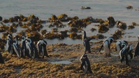 Penguin Town S01E01 XviD-AFG EZTV Penguin Town S01E01 XviD-AFG EZTV
