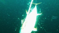 Wicked Tuna S10E13 720p HEVC x265-MeGusta EZTV