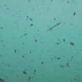 Sharktopus vs Pteracuda 2014 1080p BluRay H264 AAC