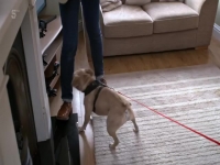 Dogs Behaving Badly S03E06 480p x264-mSD EZTV Dogs Behaving Badly S03E06 480p x264-mSD EZTV