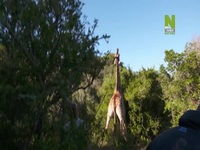 Work On The Wild Side S01E01 480p x264-mSD EZTV Work On The Wild Side S01E01 480p x264-mSD EZTV