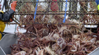 Deadliest Catch S20E04 1080p HEVC x265-MeGusta EZTV Deadliest Catch S20E04 1080p HEVC x265-MeGusta EZTV