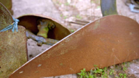 Shed And Buried S05E17 XviD-AFG EZTV Shed And Buried S05E17 XviD-AFG EZTV