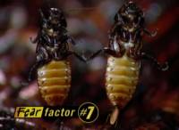 Fear Factor S03E29 WEB x264-TASTETV[eztv]