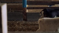 Help Im in a Secret Relationship S02E05 XviD-AFG EZTV Help Im in a Secret Relationship S02E05 XviD-AFG EZTV