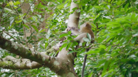 Macaque Island S01E03 XviD-AFG EZTV