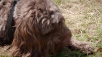 Embarrassing Pets S01E20 720p HDTV X264-CREED [eztv]