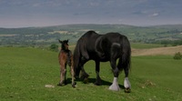 All Creatures Great And Small 2020 S02 WEBRip x264-ION10 EZTV
