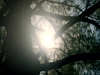 Wild Crime S02E04 480p x264-mSD EZTV