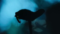 Super Natural S01E01 720p HEVC x265-MeGusta EZTV