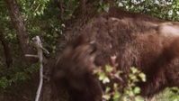 Europes Wilderness S01E03 XviD-AFG EZTV Europes Wilderness S01E03 XviD-AFG EZTV