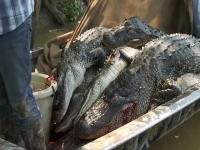 Swamp People S12E04 480p x264-mSD EZTV Swamp People S12E04 480p x264-mSD EZTV