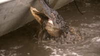 Swamp People S12E11 XviD-AFG EZTV