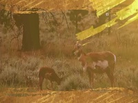 Wild Child S03E04 480p x264-mSD EZTV