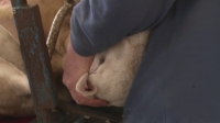 The Yorkshire Vet S11E15 1080p HEVC x265-MeGusta EZTV