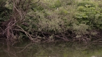Springwatch S13E05 720p HDTV x264-QPEL[eztv]