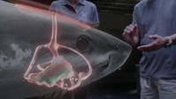 When Sharks Attack 360 S01E01 XviD-AFG EZTV When Sharks Attack 360 S01E01 XviD-AFG EZTV