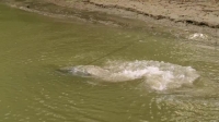 Swamp People S12E09 XviD-AFG EZTV Swamp People S12E09 XviD-AFG EZTV
