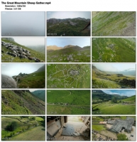 The Great Mountain Sheep Gather (1280x720p HD, 50fps, soft Eng subs)