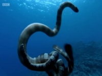 Andys Aquatic Adventures S01E02 480p x264-mSD [eztv]