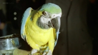 Britain on Film Animal Magic 720p x264 HDTV EZTV Britain on Film Animal Magic 720p x264 HDTV EZTV