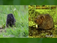 Springwatch S17E04 480p x264-mSD EZTV Springwatch S17E04 480p x264-mSD EZTV