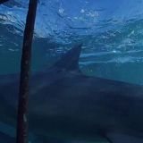 Sharkcano 2020 720p WEB h264-CAFFEiNE[TGx]