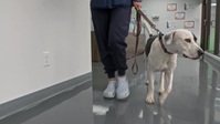 Pets And Pickers S01E04 XviD-AFG EZTV