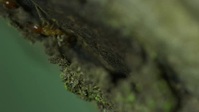 Rooted S02E02 Tangled in the Tides XviD-AFG EZTV