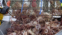 Deadliest Catch S20E04 1080p WEB h264-EDITH EZTV