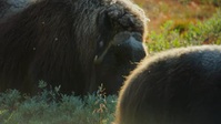 Big Beasts S01E10 XviD-AFG EZTV Big Beasts S01E10 XviD-AFG EZTV