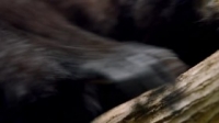 Primates S01E01 720p HDTV x264-FTP [eztv]