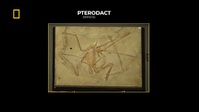 Hunting Dinosaurs S01E02 XviD-AFG EZTV Hunting Dinosaurs S01E02 XviD-AFG EZTV
