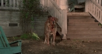 Cujo (1983) (1080 10bit x265) Burdock