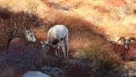 Planet California S01E01 XviD-AFG EZTV