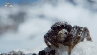Winters Hidden Wonders S01E02 XviD-AFG EZTV