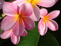 Tropical Flowers Calendar 2021