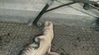 Swamp People S14E06 1080p HEVC x265-MeGusta EZTV Swamp People S14E06 1080p HEVC x265-MeGusta EZTV