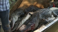 Swamp People S12E04 720p HEVC x265-MeGusta EZTV Swamp People S12E04 720p HEVC x265-MeGusta EZTV