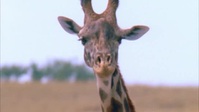 Wild Child S01E14 XviD-AFG EZTV Wild Child S01E14 XviD-AFG EZTV