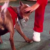 Unleashed S1E01 We Let the Dogs Out HDTV x264-SUiCiDAL[TGx]