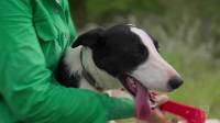 Muster Dogs S02E03 1080p HDTV H264-CBFM EZTV