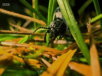 Winterwatch S10E02 480p x264-mSD EZTV Winterwatch S10E02 480p x264-mSD EZTV
