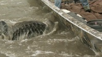 Swamp People S13E15 1080p HEVC x265-MeGusta EZTV