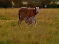 Wild Child S02E18 480p x264-mSD EZTV