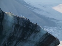 OceanXplorers S01E06 480p x264-mSD EZTV OceanXplorers S01E06 480p x264-mSD EZTV