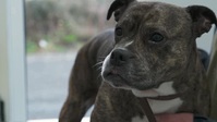 The Yorkshire Vet S17E04 XviD-AFG EZTV