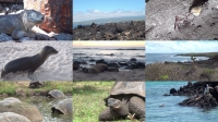 Fascination Galapagos 2012 1080p BluRay x264-PussyFoot