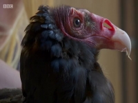 Inside The Zoo S01E06 480p x264-mSD EZTV Inside The Zoo S01E06 480p x264-mSD EZTV